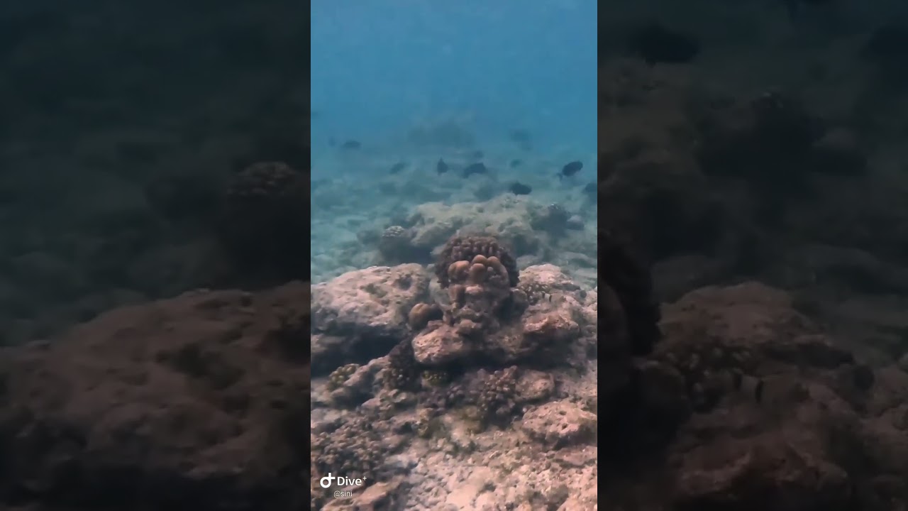 Подводный идол из кораллов. Бикини бич Расду. Rasdhoo. #travel