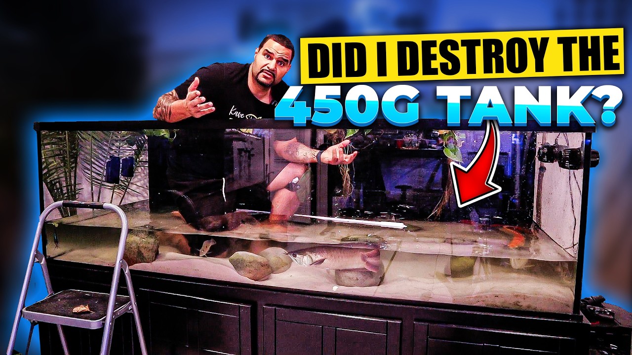 Installing a 3D Aquarium Background Made My Tank INCREDIBLE!