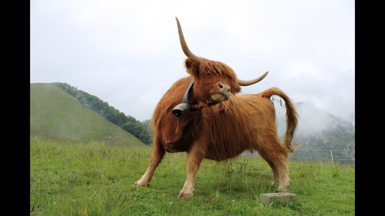 On Bullshit by Harry Frankfurt (2005) | Essay Narration