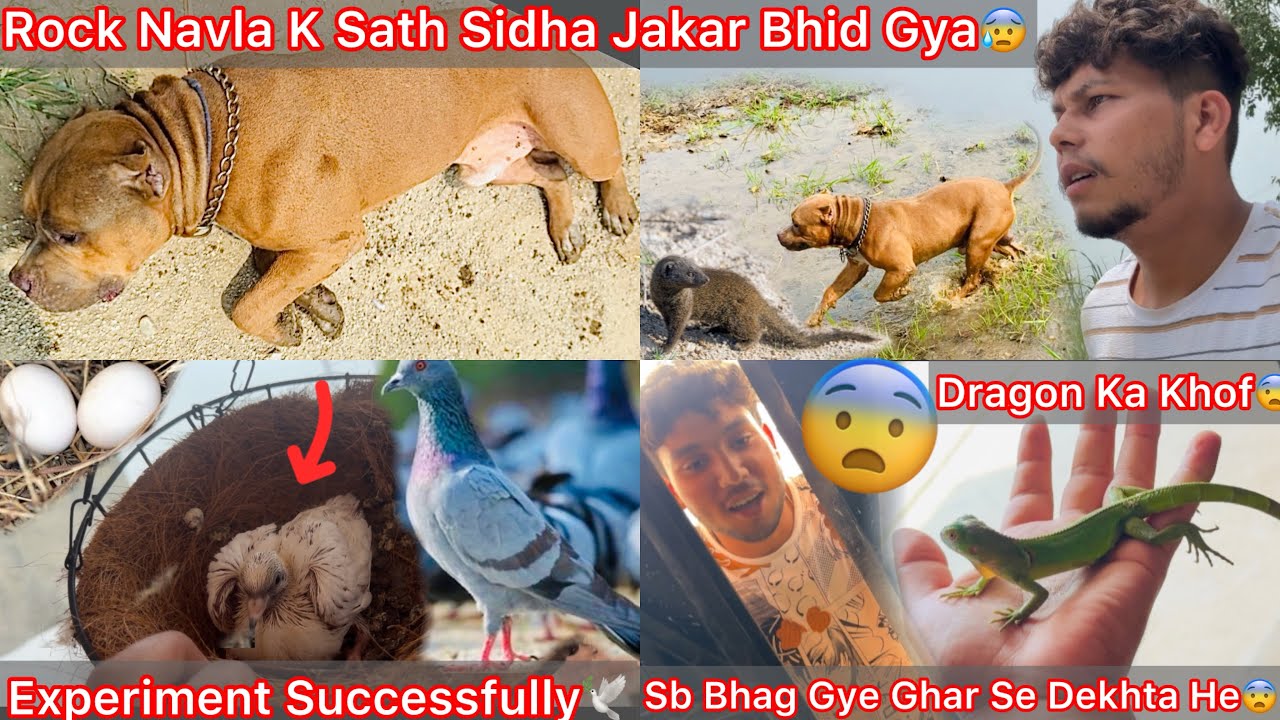 Dragon Ka Khof Sb Bhag Gye Ghar Se Dekh🦎Rock Navla K Sath Bhid Gya😰Jungle Pigeons K Nicha White Baby