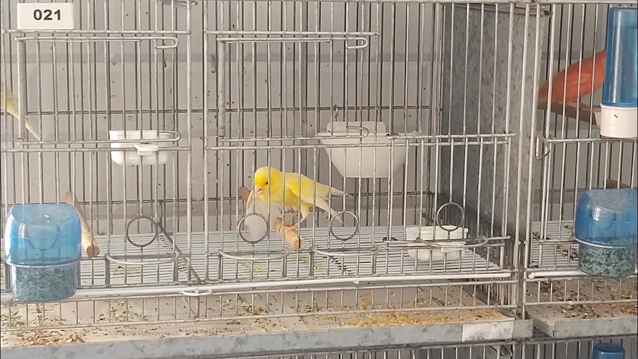 Filhote estourou o canto. Quanto tempo pra ficar assim?