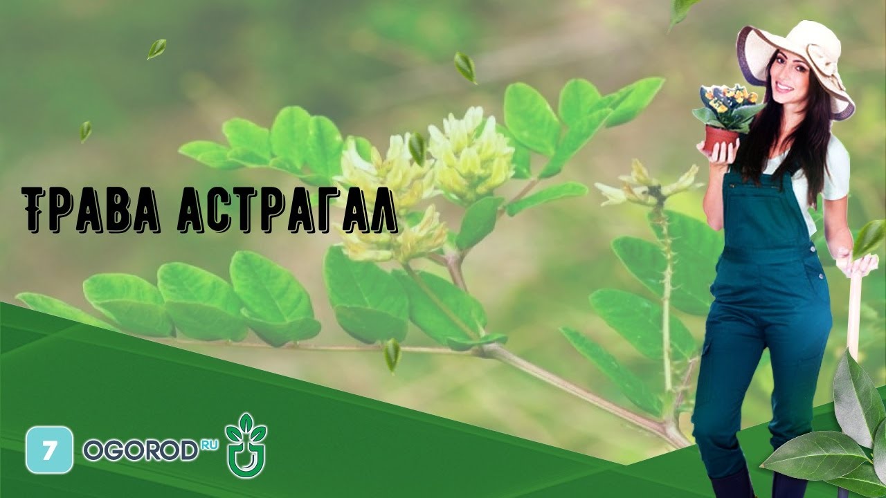 Трава астрагал