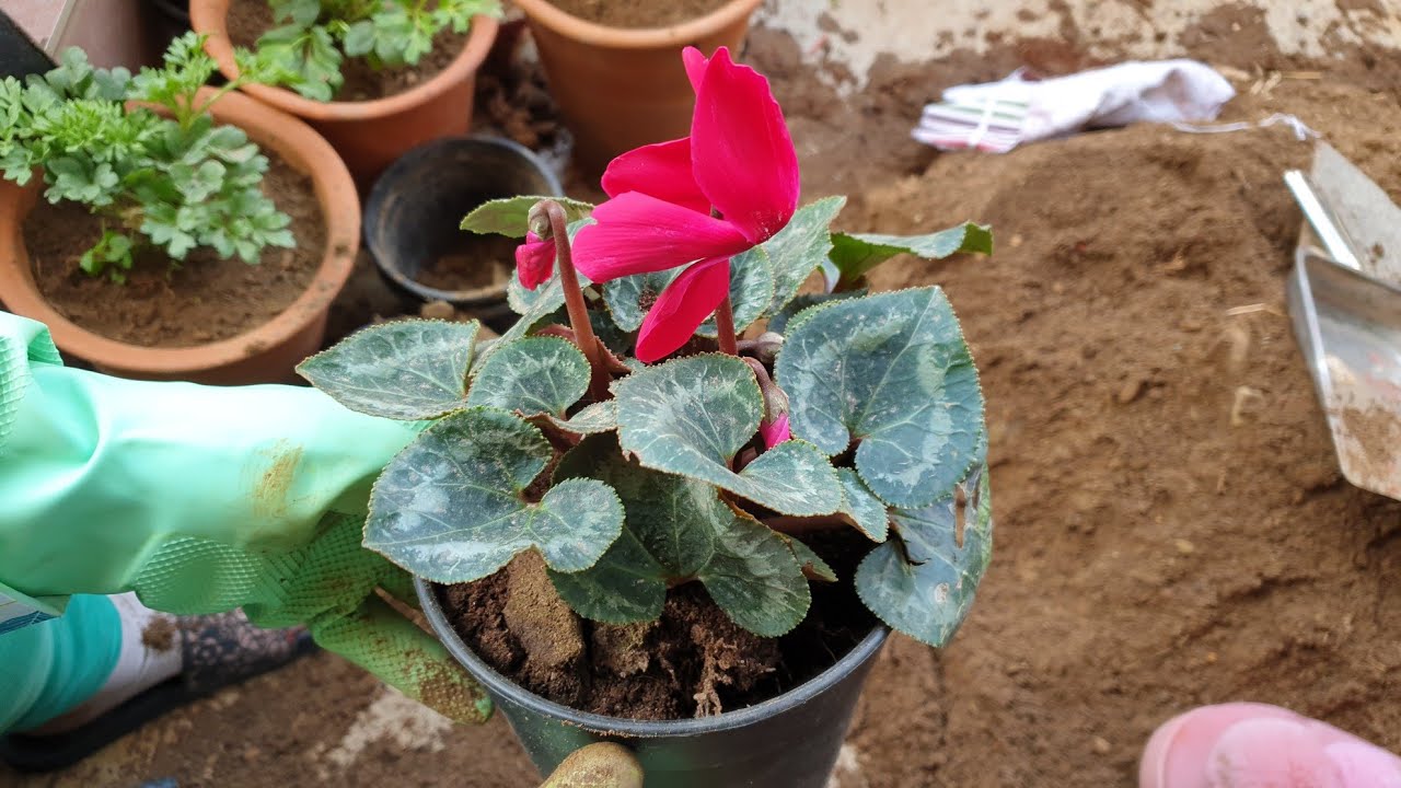 Cyclamen - Beautiful Winter Flower || Cyclamen Care and Repotting || Fun Gardening