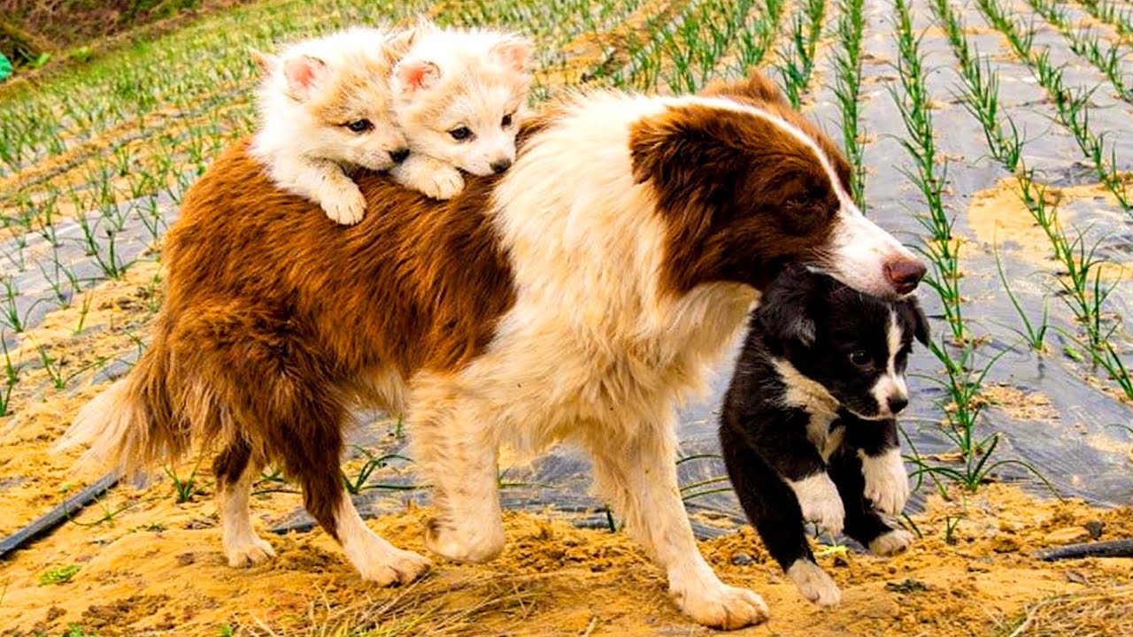 Невероятно! Две лисы 🦊 неожиданно живут вместе с собакой-мамой 🐶 в лесу. 🐕❤️❤️❤️
