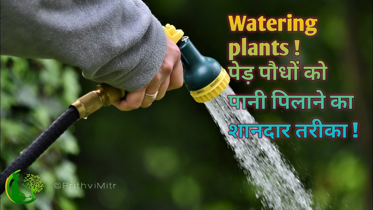 पानी बहुत जरूरी है पेड़ पौधों के लिए 😉 @prithvimitr #watering #water #trending #viral #plants 