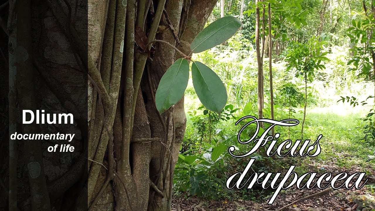 Фикус костянчатый (Ficus drupacea) - часть 2