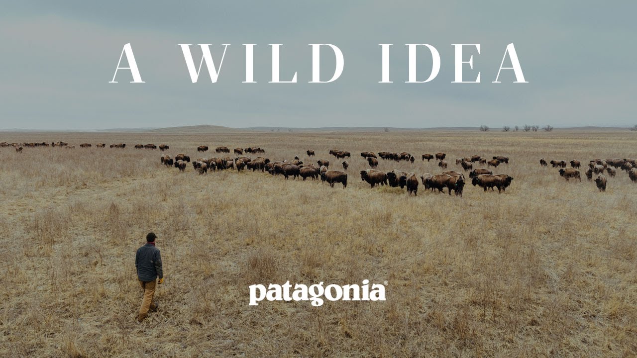 A Wild Idea | Buffalo, a Boot, and a Family&rsquo;s Work to Save the Prairie