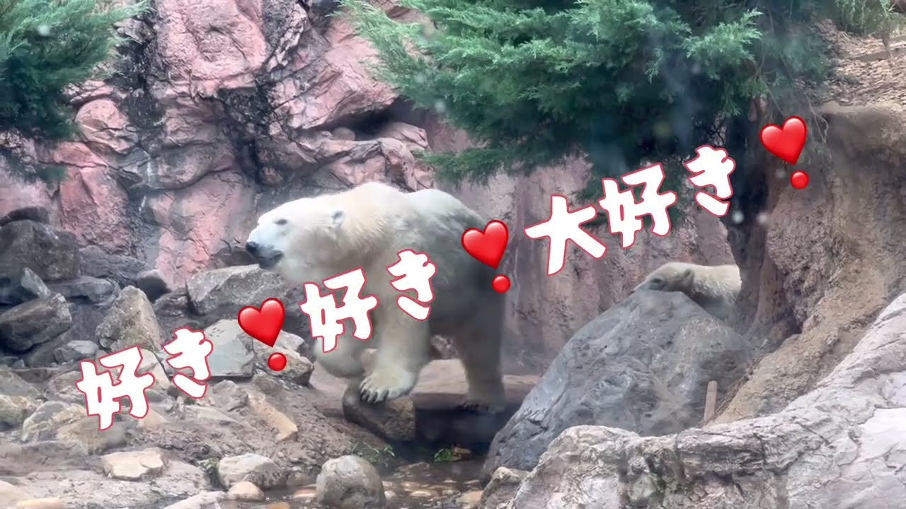 寝そべるイッちゃんに好きが止まらないライ♡よこはま動物園ズーラシアʕ•ᴥ•ʔホッキョクグマ親子