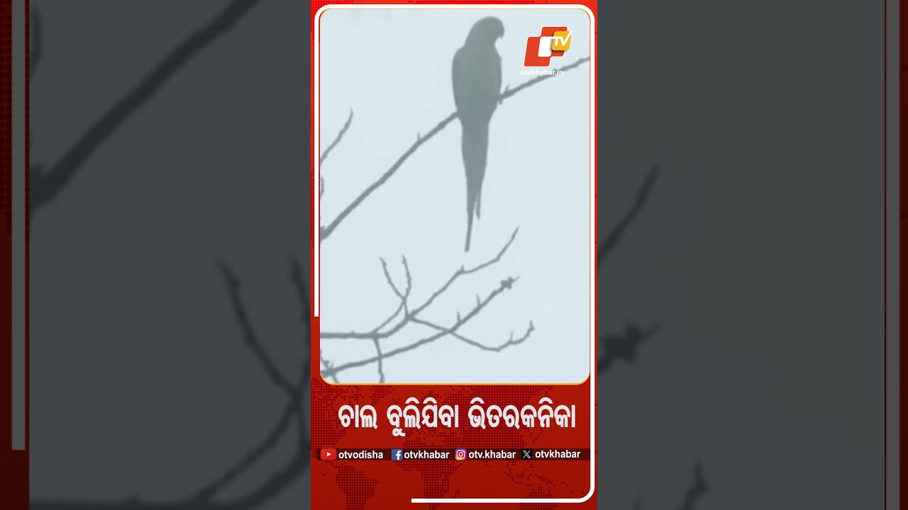 ଚାଲ ବୁଲିଯିବା ଭିତରକନିକା #OTV #BhitarakanikaNationalpark  #Kendrapada