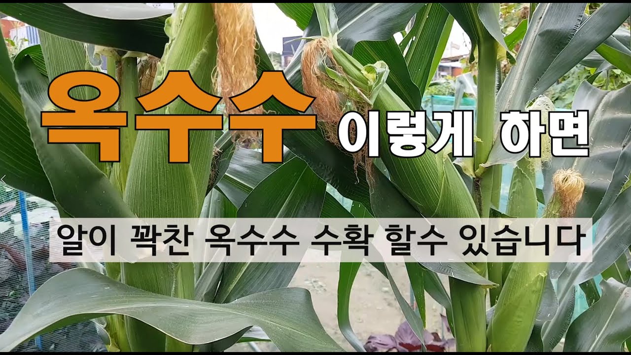 옥수수 이렇게하면 알이 꽉찬 옥수수 수확 할수 있습니다.