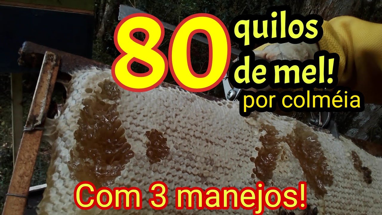 Como colher mais de 80 quilos de mel por  colmeia?