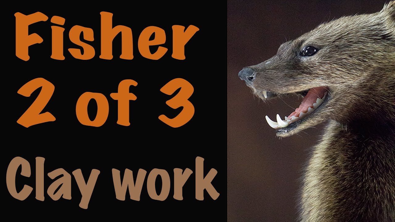 Fisher Part 2 of 3, Altering head position, Art of Taxidermy.