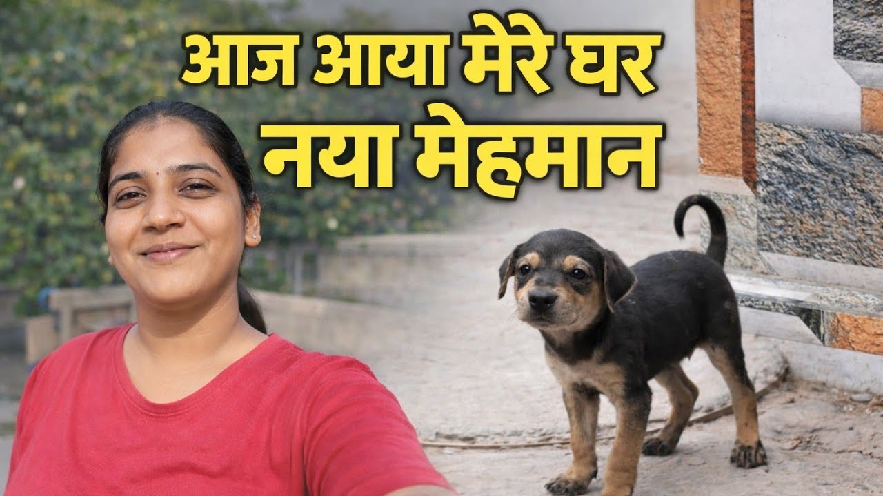 Daily vlog -70. Aaj aaya ek nya mehman 😊😊❣️❣️