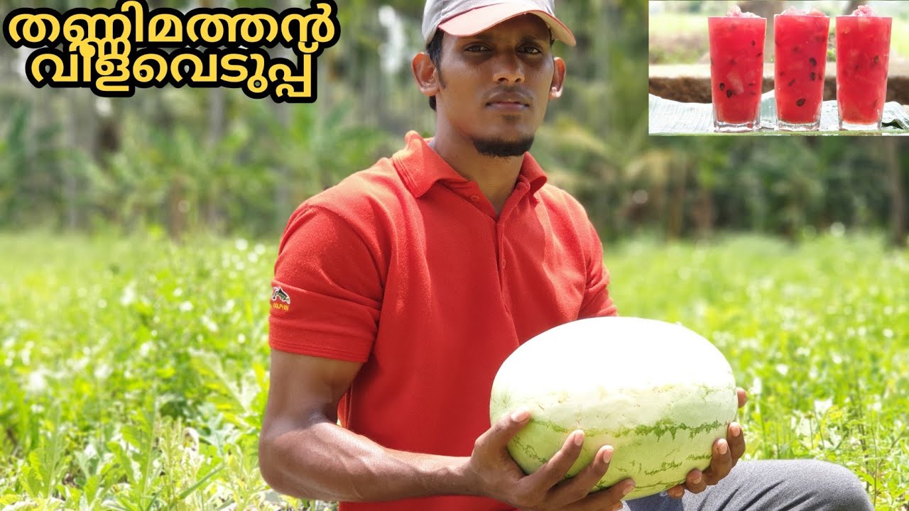 Watermelon harvesting/തണ്ണിമത്തൻ വിളവെടുപ്പ്