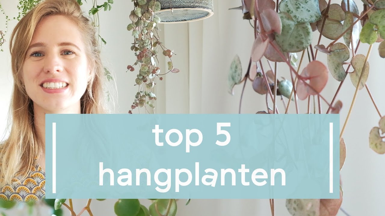 Top 5 populairste hangplanten op Instagram