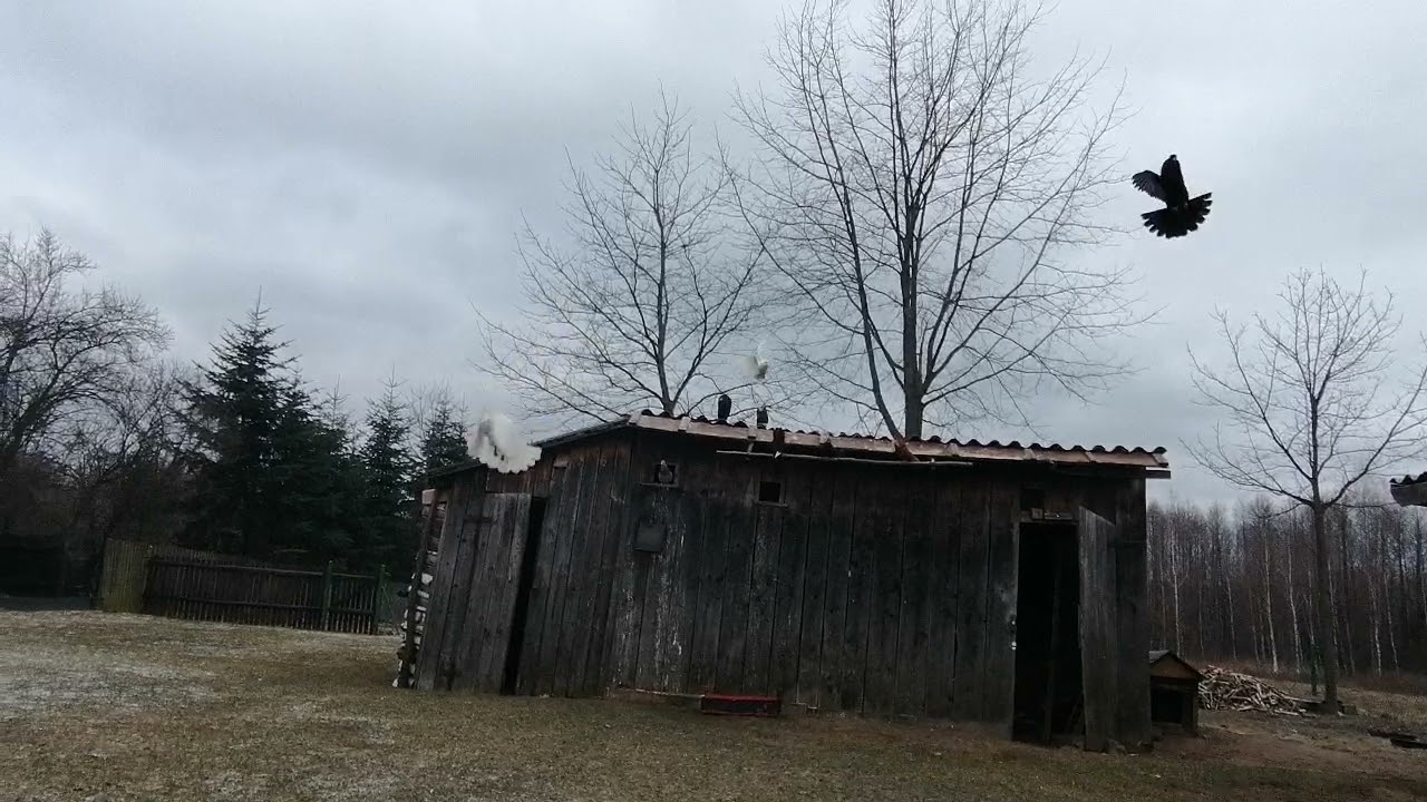 Trzepaki