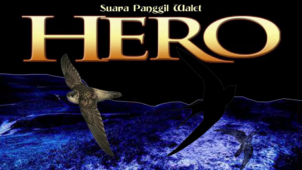 SP HERO Suara Panggil Ini Sepertinya Berjuang Mendapatkan Walet Terbanyak