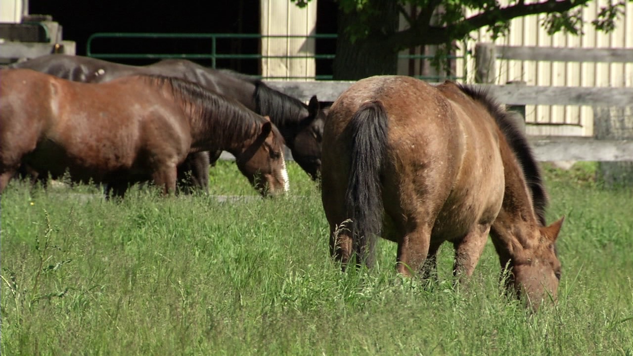 Horse Rescue Ontario & Sanctuary Open House - 2017