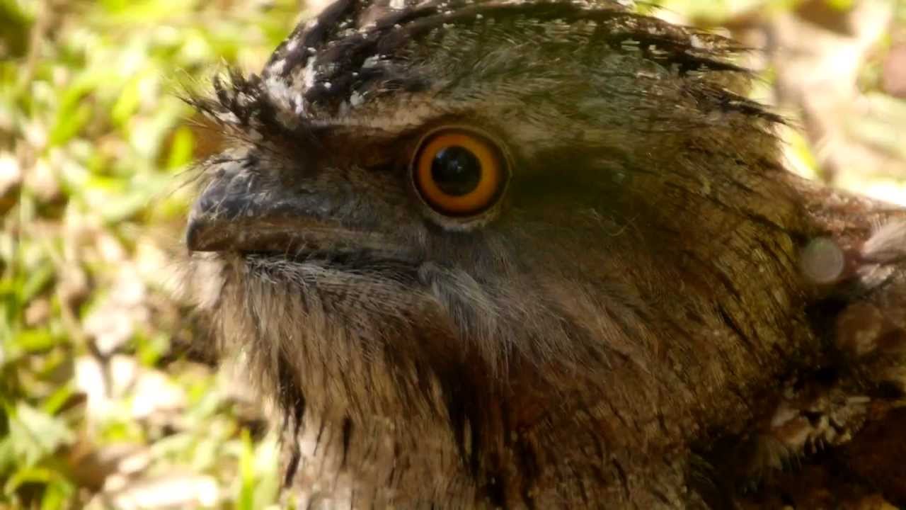 Tawny Frogmouth (Podargus strigoides) / Eulenschwalm [1]