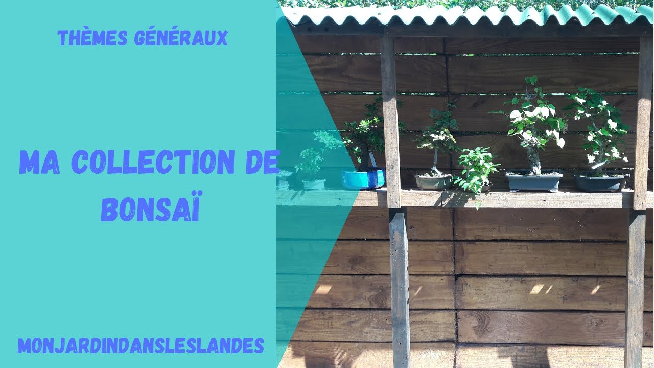Ma collection de Bonsaï - Monjardindansleslandes