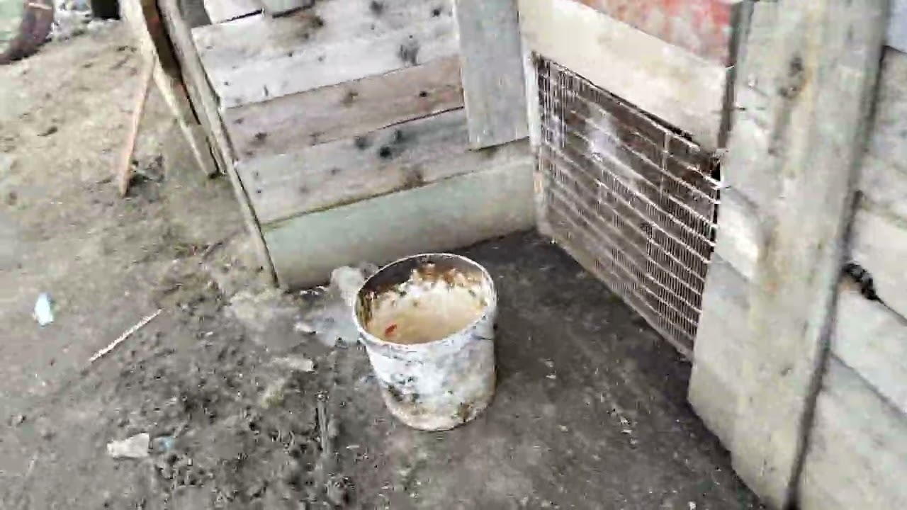 Primăvara🙏🙏 pe la animale