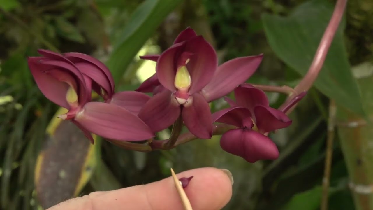 Pollinating a Mormodes in March 2023