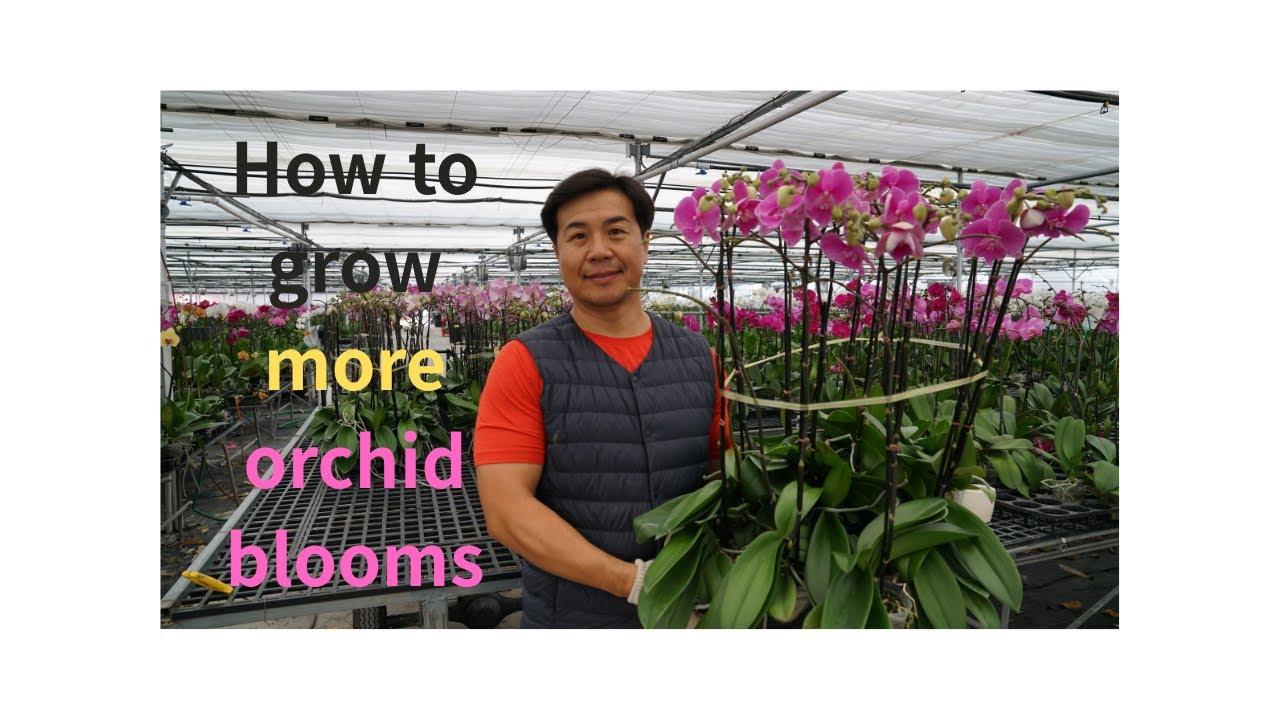 Stop Doing This! Simple Trick for Massive Orchid Blooms.(20year experience)