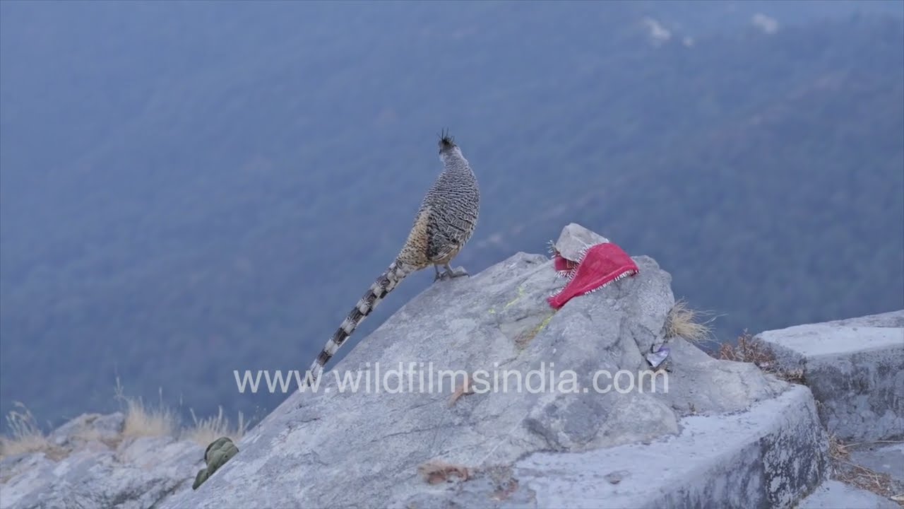 Cheer Pheasant in the Kumaon Himalaya | Rare Himalayan Bird Sighting with backdrop of Chaukhamba
