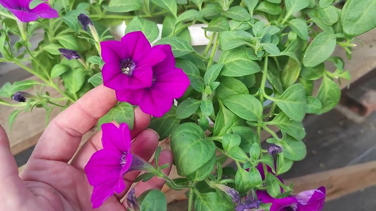 Вторая часть обзора