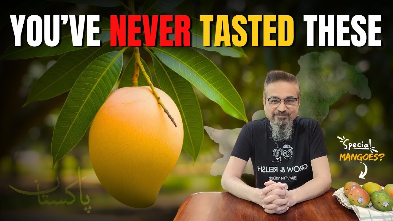 Why the World Can&rsquo;t Compete with Pakistani Mangoes | Meet the World&rsquo;s BEST Mangoes! #paksitan