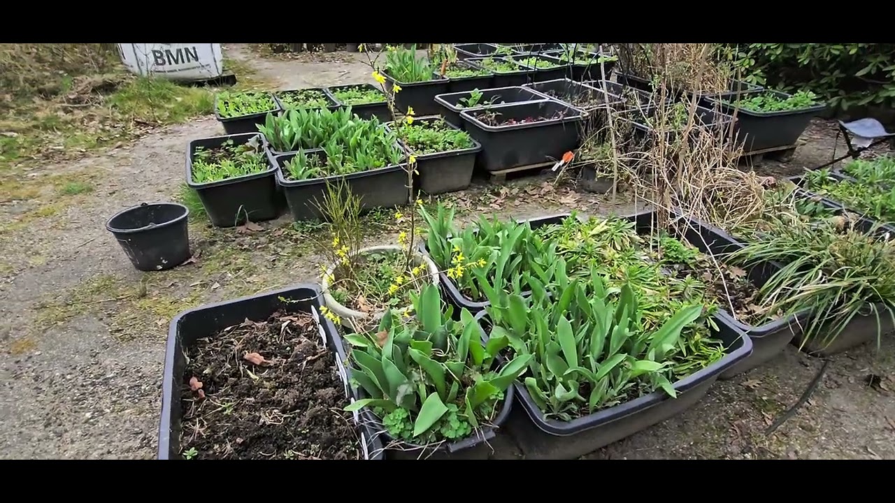 Did my last year tulips that I saved as bulbs bloom again this spring?