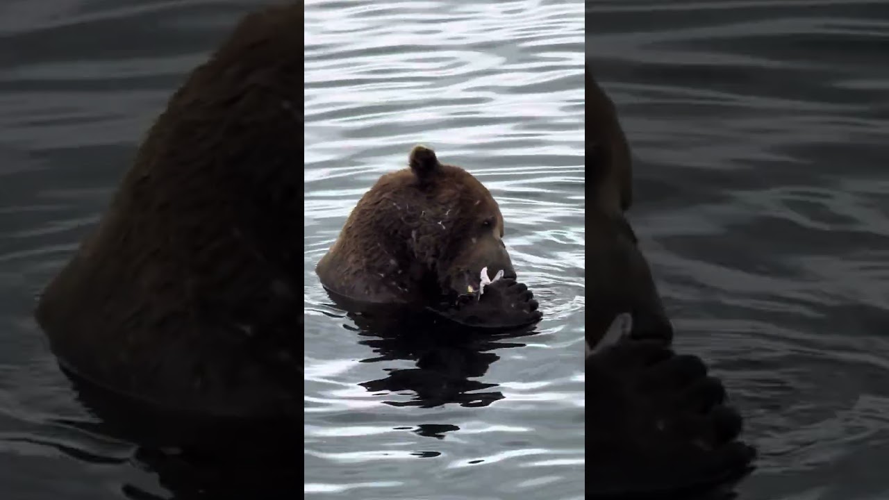 Brooks Falls Bear #32 Chunk
