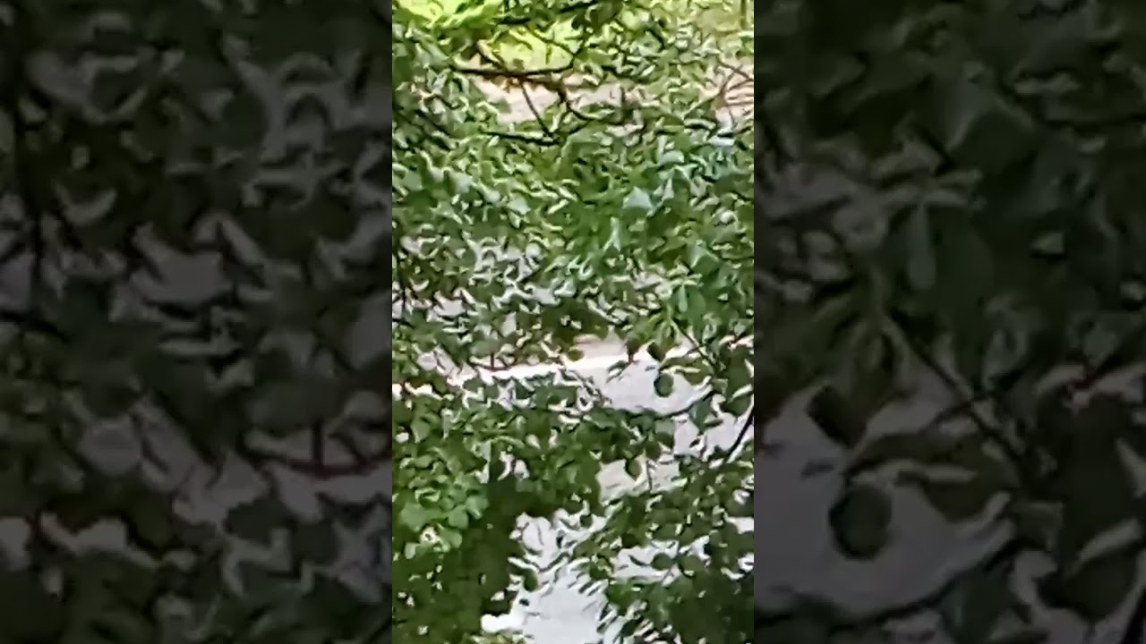 14.7.24.Bird camouflage for protection from predators #shorts #camouflage #birds #protection #nature