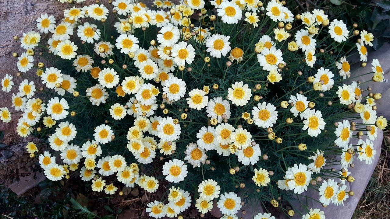 Cuidados y reproducción de la Margarita arbustiva (Argyranthemum frutescens)