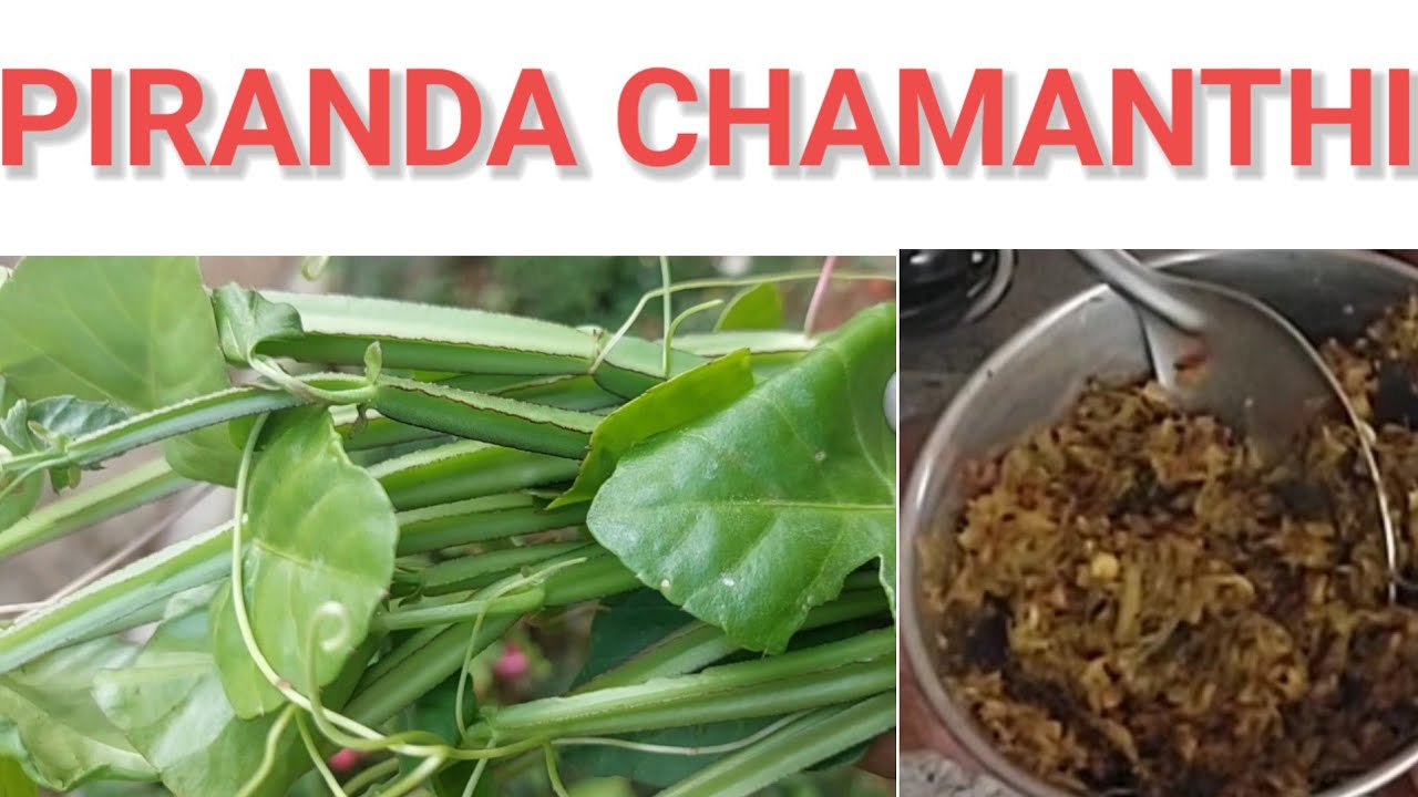 Farm fresh healthy vegitable Chamanthi from Sathya home garden 