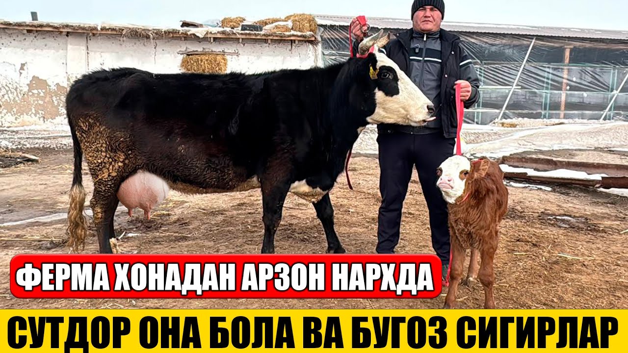 СУТДОР ОНА БОЛА ВА БУГОЗ СИГИРЛАР ФЕРМА ХОНАДАН АРЗОН НАРХДА 24-01-2026г