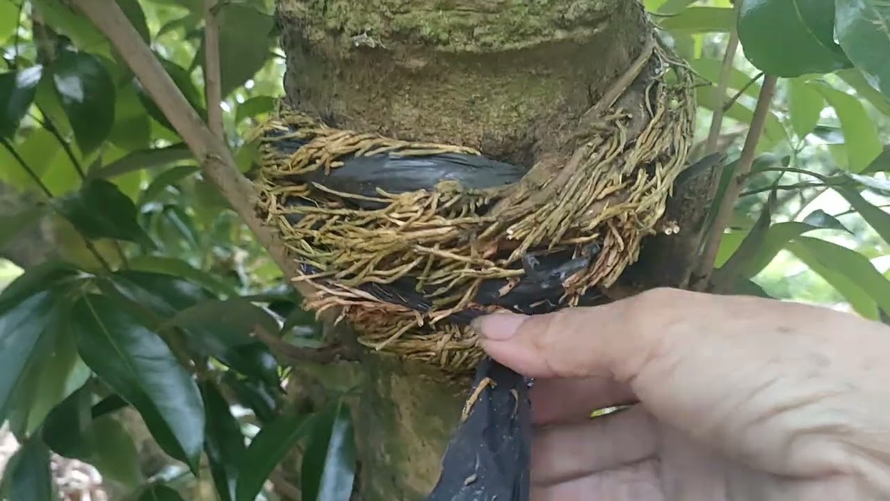 @ Vết khoanh hãm lộc vải đã được một tháng 