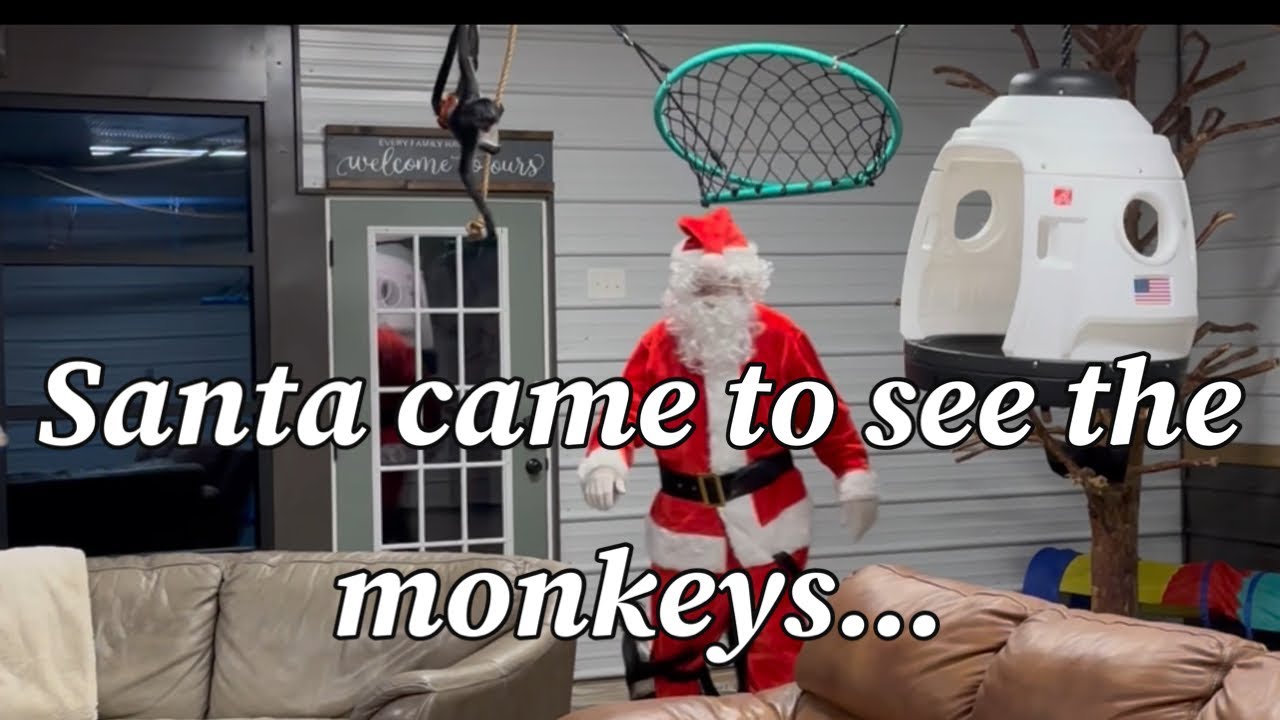 The monkeys whooped Santa🤣