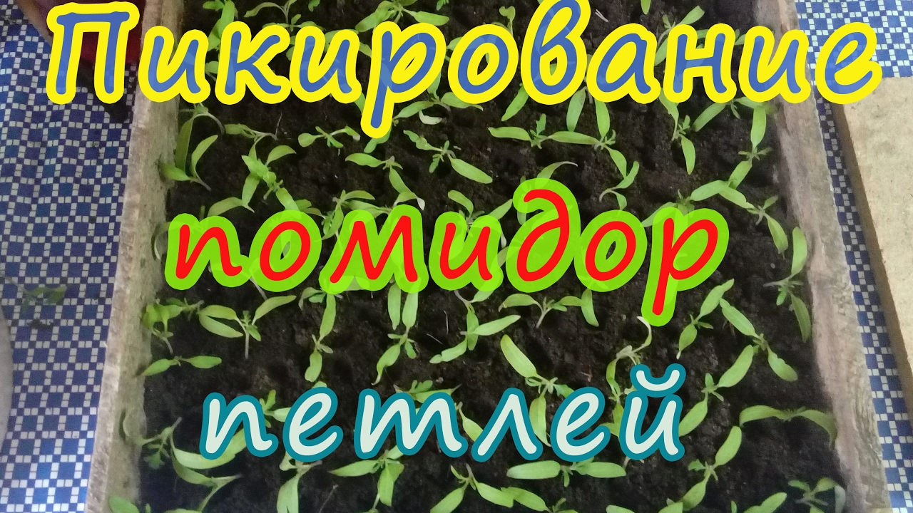 Пикирование помидор петлей