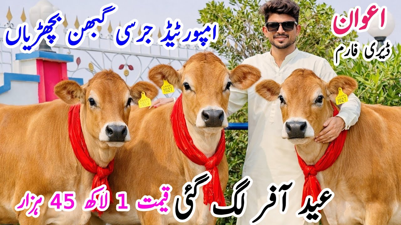 Top Class Imported Jersey & Friesian Heifers 🐄🔥 | Awan Dairy Farm Punjab Pakistan | PK Janwar Mandi