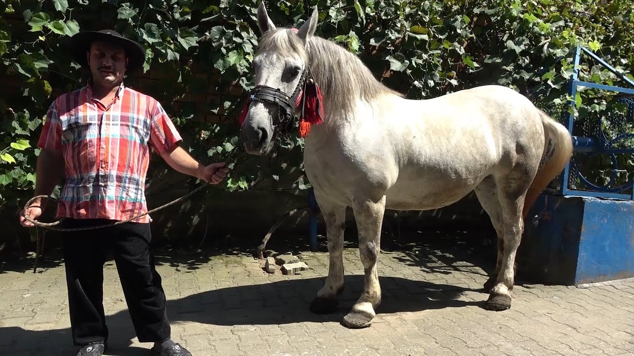 Caii lui Celo de la Brateiu, Sibiu - 2019 Nou!!!