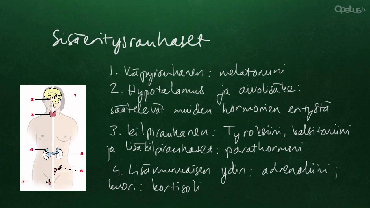 Hormonit yleisesti