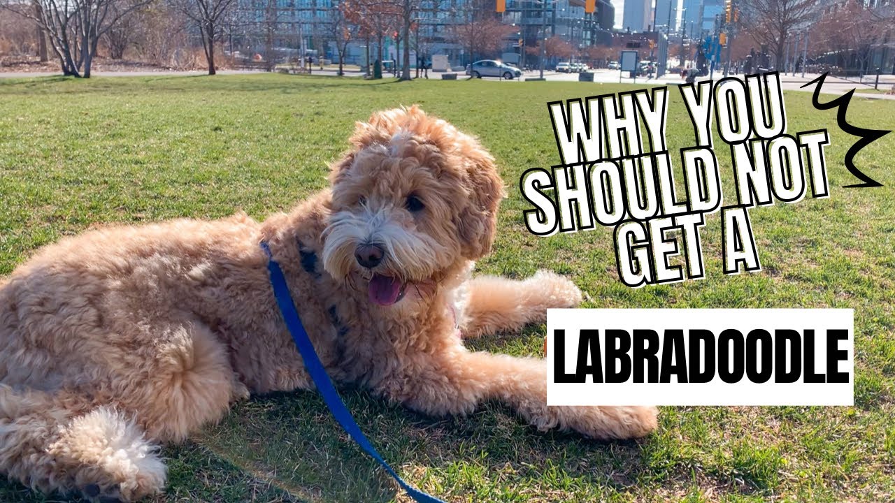 Labradoodle 101 | 4 Reasons You Should NOT get a Labradoodle