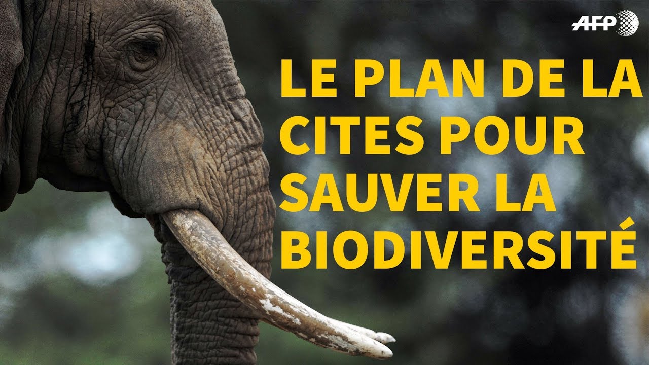 Esp&egrave;ces menac&eacute;es d'extinction: focus sur 5 actions-cl&eacute;s de la Cites | AFP News