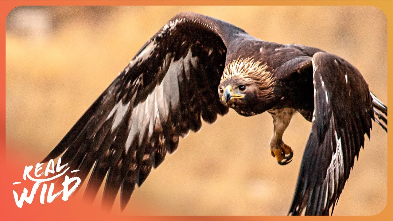 Golden Eagles: Witness To A Changing West