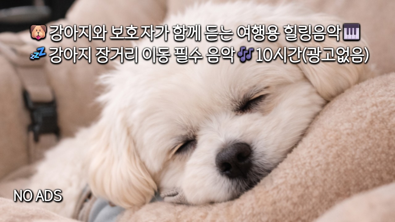 🐶🚗강아지 장거리 이동 필수 음악 🐾🎹보호자와 함께 듣는 피아노 힐링🎶💤 10H❤️필요할 때 다시 찾을 수 있도록 구독해 주세요