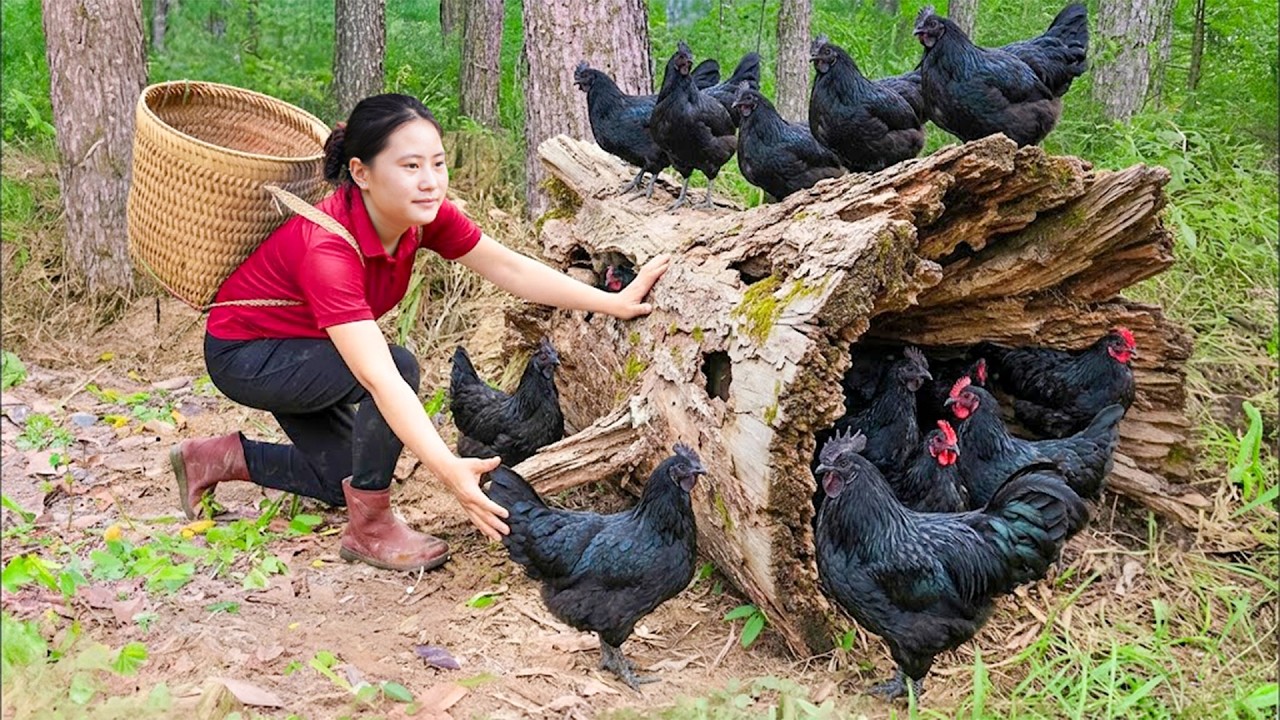 Catching Many Giant Black Chickens in the Forest And Building a Farm – Wild Life Living