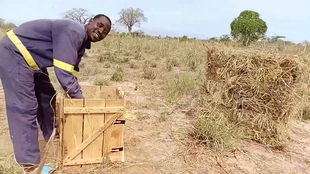 Basics for hay making ...mkulima mdogo lesson from Marereni feedlot farm.