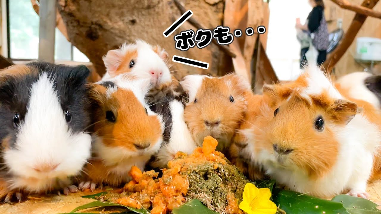 動物達にケーキあげたら、好評過ぎておしくら饅頭状態にw