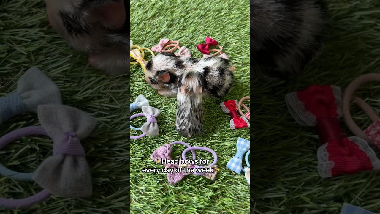www.loulaslittlenursery.co.uk ✨ #babypig #piglet #babyanimals #micropig #pig #minipig #reborndoll